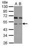 Tapasin-related protein antibody, NBP2-20565, Novus Biologicals, Western Blot image 