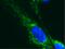 Pyruvate Dehydrogenase E1 Alpha 1 Subunit antibody, ab110330, Abcam, Immunocytochemistry image 