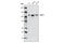 Sirtuin 1 antibody, 2028S, Cell Signaling Technology, Western Blot image 