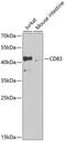 CD83 Molecule antibody, 18-462, ProSci, Western Blot image 