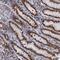 THAP Domain Containing 2 antibody, PA5-58929, Invitrogen Antibodies, Immunohistochemistry frozen image 