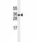 ELAV Like RNA Binding Protein 1 antibody, F40262-0.4ML, NSJ Bioreagents, Western Blot image 