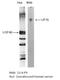 Respiratory Syncytial Virus Glycoprotein F antibody, NBP2-50394, Novus Biologicals, Western Blot image 