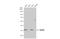 Store-Operated Calcium Entry Associated Regulatory Factor antibody, GTX119858, GeneTex, Western Blot image 