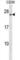 CD79a antibody, abx028431, Abbexa, Western Blot image 