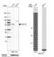 G Protein-Coupled Receptor 176 antibody, NBP1-81819, Novus Biologicals, Western Blot image 