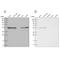 RNA Binding Motif Protein 17 antibody, NBP2-38348, Novus Biologicals, Western Blot image 