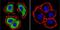 Nuclear Factor Of Activated T Cells 1 antibody, MA3-024, Invitrogen Antibodies, Immunofluorescence image 