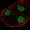 G Protein-Coupled Receptor 161 antibody, NBP2-58006, Novus Biologicals, Immunofluorescence image 