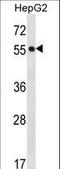 Protein O-Fucosyltransferase 2 antibody, LS-C163835, Lifespan Biosciences, Western Blot image 