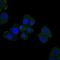 Homeostatic Iron Regulator antibody, MA5-15907, Invitrogen Antibodies, Immunofluorescence image 