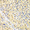 Nucleoporin 62 antibody, 18-670, ProSci, Immunohistochemistry frozen image 