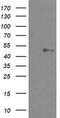 U-Box Domain Containing 5 antibody, CF503255, Origene, Western Blot image 