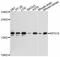 Ribosomal Protein S18 antibody, abx126495, Abbexa, Western Blot image 