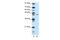 Zinc Finger Protein 17 antibody, PA5-68988, Invitrogen Antibodies, Western Blot image 