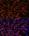 FOS Like 1, AP-1 Transcription Factor Subunit antibody, 19-622, ProSci, Immunofluorescence image 