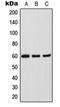 SRY-Box 11 antibody, orb214602, Biorbyt, Western Blot image 