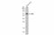 ABI Family Member 3 antibody, GTX60228, GeneTex, Western Blot image 