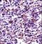 POU Class 2 Homeobox 2 antibody, LS-C163875, Lifespan Biosciences, Immunohistochemistry paraffin image 