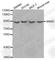 Inhibitor Of Nuclear Factor Kappa B Kinase Subunit Epsilon antibody, A0244, ABclonal Technology, Western Blot image 