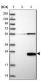 Caspase Recruitment Domain Family Member 19 antibody, NBP2-38125, Novus Biologicals, Western Blot image 