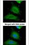 UDP-Glucose Pyrophosphorylase 2 antibody, PA5-28699, Invitrogen Antibodies, Immunofluorescence image 