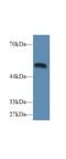 Caspase 9 antibody, MBS2005973, MyBioSource, Western Blot image 