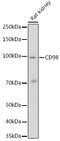 Solute Carrier Family 3 Member 2 antibody, GTX54716, GeneTex, Western Blot image 
