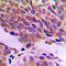 Activating Transcription Factor 2 antibody, LS-C352058, Lifespan Biosciences, Immunohistochemistry frozen image 