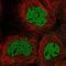 Caspase 2 antibody, NBP2-38635, Novus Biologicals, Immunofluorescence image 