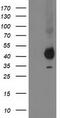 Paraoxonase 1 antibody, TA502611, Origene, Western Blot image 