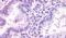 Thromboxane A2 Receptor antibody, PA5-34259, Invitrogen Antibodies, Immunohistochemistry frozen image 