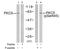 Protein Kinase C Delta antibody, GTX25657, GeneTex, Western Blot image 