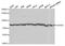 Heat Shock Protein Family A (Hsp70) Member 8 antibody, STJ24099, St John
