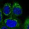 Succinate-CoA Ligase Alpha Subunit antibody, HPA036683, Atlas Antibodies, Immunocytochemistry image 