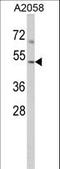 Actin Related Protein 3 antibody, LS-C156009, Lifespan Biosciences, Western Blot image 