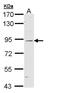 Nucleotide Binding Oligomerization Domain Containing 1 antibody, NBP1-31349, Novus Biologicals, Western Blot image 