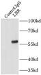 Lamin-B receptor antibody, FNab04715, FineTest, Immunoprecipitation image 