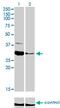 Zinc Finger Protein 215 antibody, MA5-20296, Invitrogen Antibodies, Western Blot image 