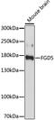 FYVE, RhoGEF and PH domain-containing protein 5 antibody, 15-933, ProSci, Western Blot image 