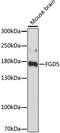 FYVE, RhoGEF And PH Domain Containing 5 antibody, 15-933, ProSci, Western Blot image 