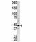 PCTK1 protein antibody, F40082-0.4ML, NSJ Bioreagents, Western Blot image 