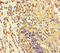 Taste 2 Receptor Member 42 antibody, MBS969936, MyBioSource, Immunohistochemistry frozen image 