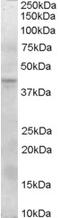 HNF-4-alpha antibody, 45-740, ProSci, Immunohistochemistry frozen image 