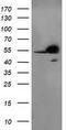 RB Binding Protein 7, Chromatin Remodeling Factor antibody, TA503667S, Origene, Western Blot image 