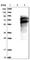 Linker for activation of X cells antibody, HPA003887, Atlas Antibodies, Western Blot image 