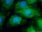 MX Dynamin Like GTPase 1 antibody, 13750-1-AP, Proteintech Group, Immunofluorescence image 