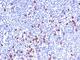 Immunoglobulin Kappa Variable 1D-16 antibody, V9030-100UG, NSJ Bioreagents, Flow Cytometry image 