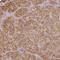 CCZ1 Homolog, Vacuolar Protein Trafficking And Biogenesis Associated antibody, NBP2-46780, Novus Biologicals, Immunohistochemistry frozen image 