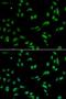 Acidic Nuclear Phosphoprotein 32 Family Member A antibody, LS-C334276, Lifespan Biosciences, Immunofluorescence image 